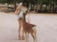 ラッキースケベな瞬間って嬉しくなるよね♪うっかり女の子が撮られてしまったパンツ…ハプニングエ□画像